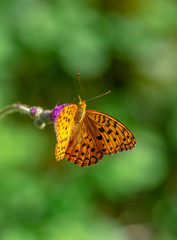 butterfly on flower