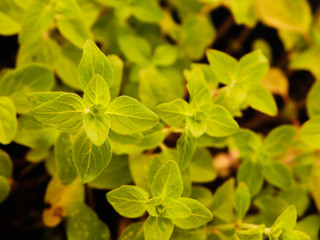 Green oregano plant growing