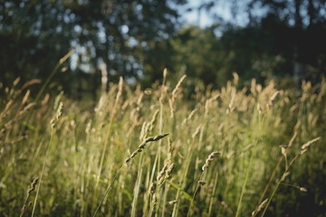 grass in the wind