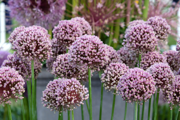 Allium ampeloprasum in flower during early summer