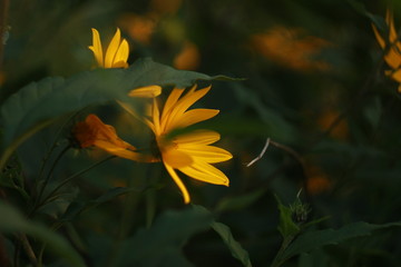 закат, цветы