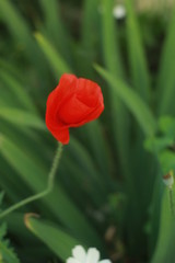 закат, цветы