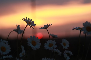 закат, цветы