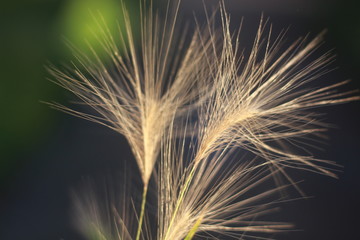 закат, цветы