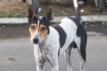 Homeless Hungry Sad Cute Hopeless Tired Orphan Indian Street Stray Dog With Ears Seeking Help Food Adoption Looking At Camera