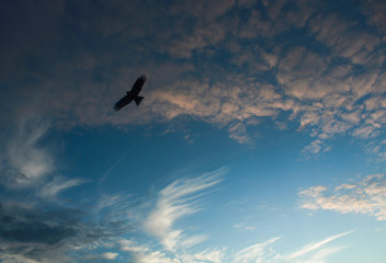 закат, цветы