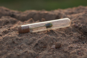 закат, цветы