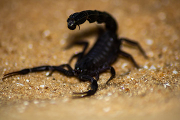 black scorpion on the sand