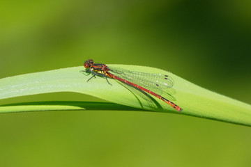 dragonfly on a leaf