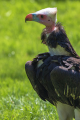 White headed vulture (latin name Trigonoceps occipitalis)