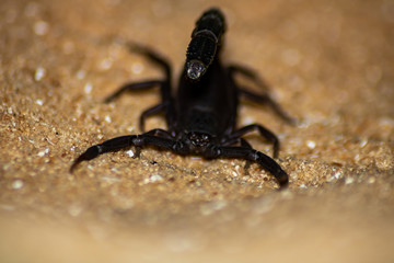 black scorpion on the sand