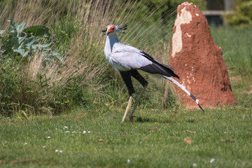 Secretary bird (latin name Sagittarius serpentarius)