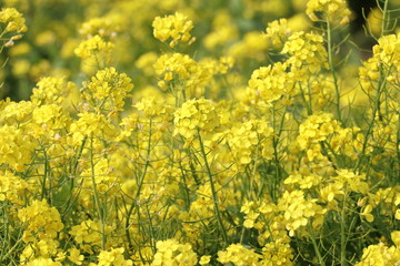 Obraz premium Rapeseed field, Blooming canola flowers