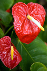 Flores del  Jard&iacute;n