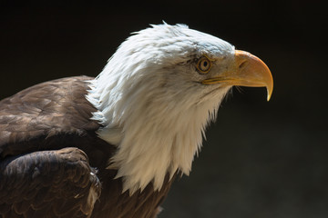 Closeup of an American Bald Eagle