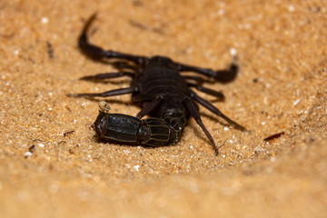 black scorpion on the sand
