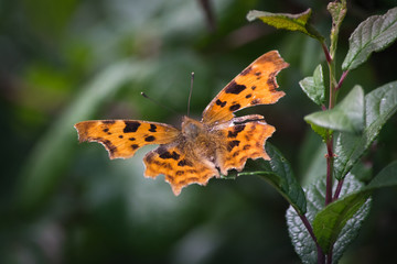 butterfly 
