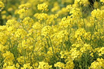 Rapeseed field, Blooming canola flowers