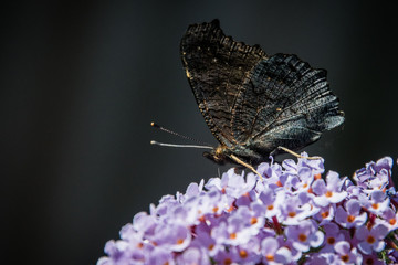 butterfly on a flower