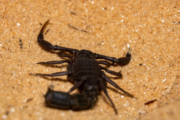 black scorpion on the sand