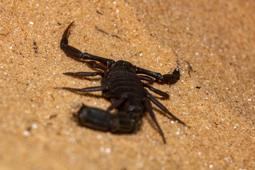 black scorpion on the sand