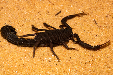 black scorpion