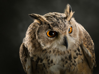 Obraz premium Eagle owl portrait. Close-up of an owl's muzzle.