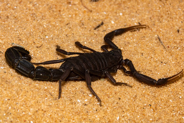 scorpion