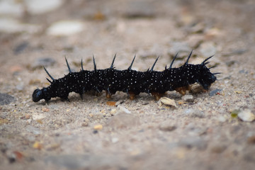 caterpillar 