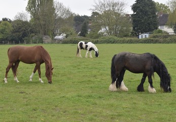 Naklejka na ściany i meble Three horses on green ground