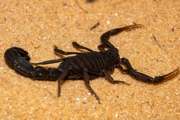 black scorpion on sand
