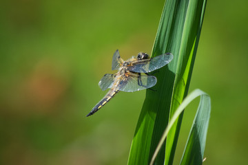 dragonfly on the grass