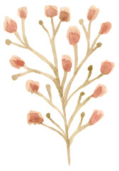 Watercolor dried flowers isolated on white background