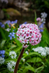 Blumen pink rosa sommer 