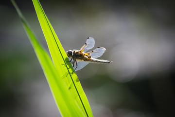dragonfly on a leaf