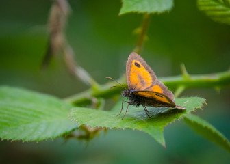 butterfly on leaf
