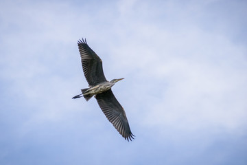 heron in flight