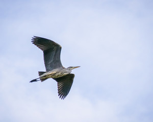 Heron in flight