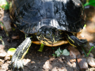 Naklejka premium mediterranean terrestrial and aquatic turtle in freedom