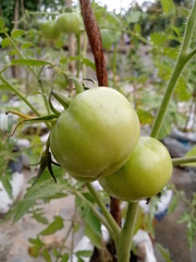 Raw tomatoes in plant
