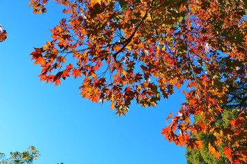 秋　紅葉　空　山　風景　もみじ　