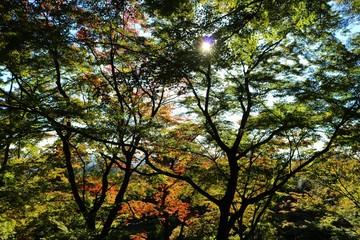 秋　山　木漏れ日　紅葉　風景　