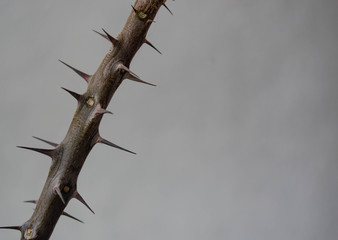 thorns on a branch