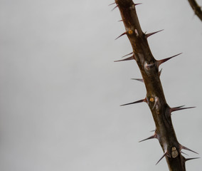 praying mantis on a tree