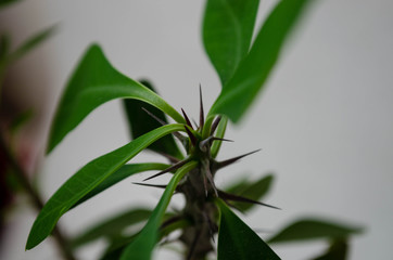 close up of green leaves