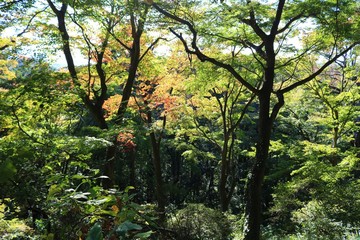 Obraz premium 秋 山 木漏れ日 紅葉 風景 