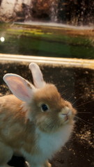 hare rabbit