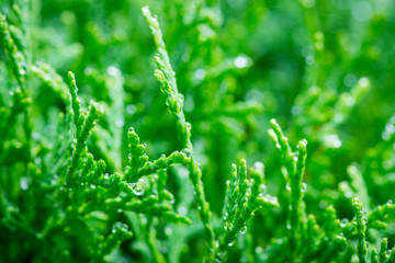 Green thuja in the park. Selective focus.