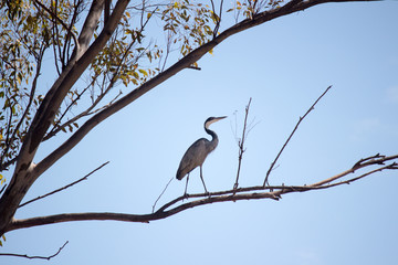 Black-headed heron (Ardea melanocephala) perched on a tree brench in Manica, Mozambique