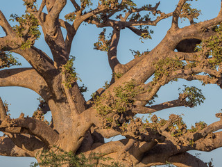 Silhouette of baobab